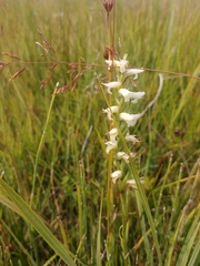 Spiranthes diluvialis