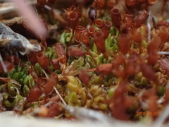 Pterygoneurum ovatum