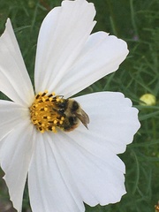 Cosmos bipinnatus