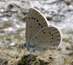 Glaucopsyche lygdamus columbia