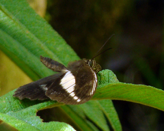 Dasyophthalma creusa