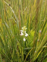 Spiranthes diluvialis
