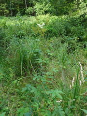 Filipendula ulmaria