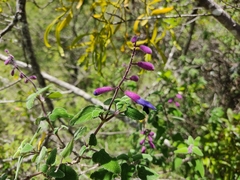 Salvia semiatrata