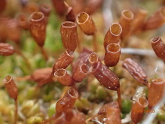 Pterygoneurum ovatum