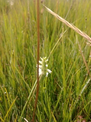 Spiranthes diluvialis