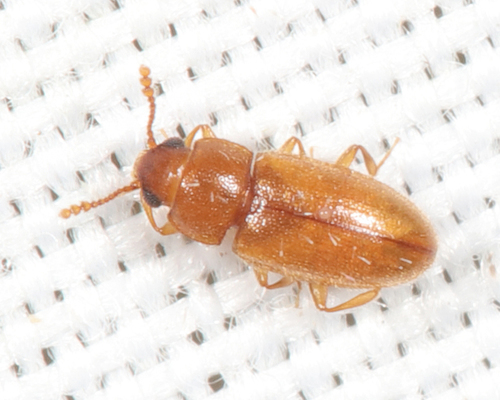 Cryptophilus integer, 2021-08-12