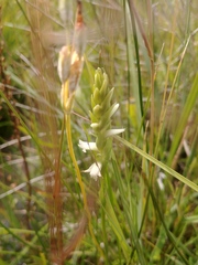 Spiranthes diluvialis