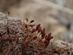 Pterygoneurum ovatum