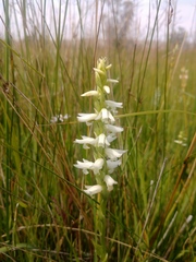 Spiranthes diluvialis