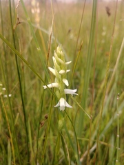 Spiranthes diluvialis