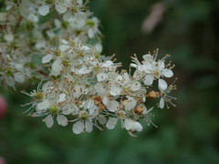 Filipendula ulmaria