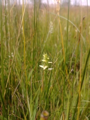 Spiranthes diluvialis