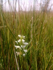 Spiranthes diluvialis