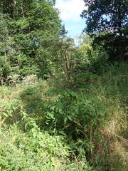 Angelica sylvestris