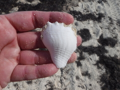 Sinistrofulgur sinistrum