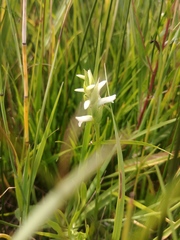 Spiranthes diluvialis