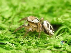 Habronattus aztecanus