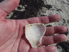 Sinistrofulgur sinistrum