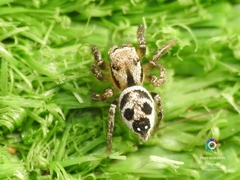 Habronattus aztecanus