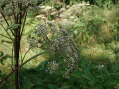Angelica sylvestris