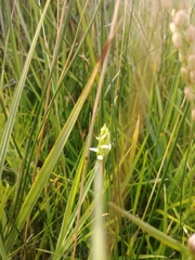 Spiranthes diluvialis
