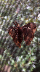 Callosamia angulifera