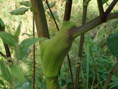 Angelica sylvestris