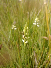 Spiranthes diluvialis