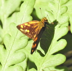 Metisella metis paris