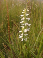 Spiranthes diluvialis