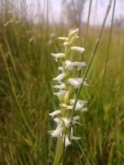 Spiranthes diluvialis