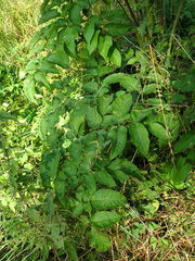 Angelica sylvestris