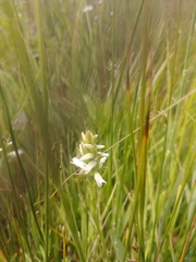 Spiranthes diluvialis