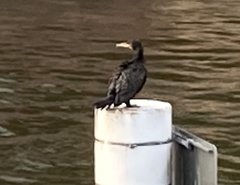 Phalacrocorax carbo