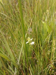Spiranthes diluvialis