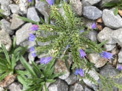 Echium vulgare