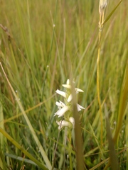 Spiranthes diluvialis