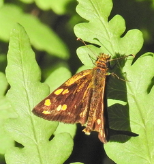 Metisella metis paris