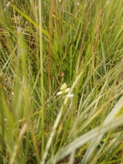 Spiranthes diluvialis