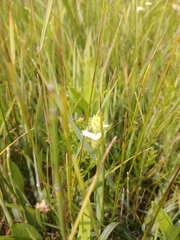 Spiranthes diluvialis