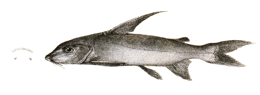 Shovelnose Sea Catfish