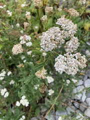 Achillea millefolium