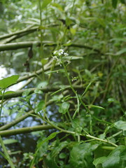 Nasturtium officinale