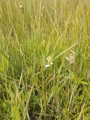 Spiranthes diluvialis