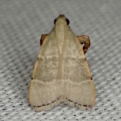 Basacallis tarachodes