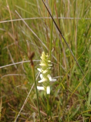 Spiranthes diluvialis