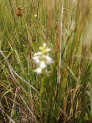 Spiranthes diluvialis