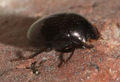 Pseudocanthon perplexus