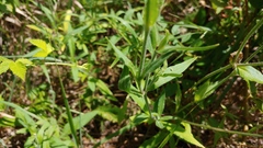 Silene latifolia alba